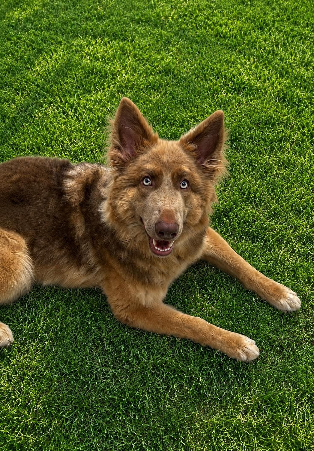 Bree, the McDonough family dog